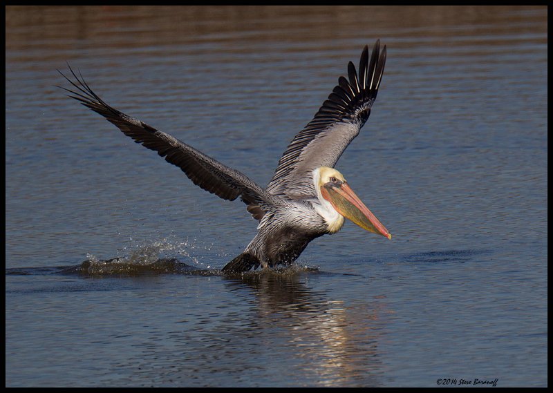 _4SB9736 brown pelican.jpg
